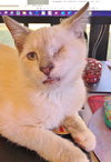 Simon the Lilac Point Siamese