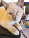 Simon the Lilac Point Siamese