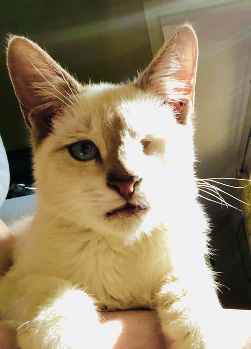 Simon the Lilac Point Siamese