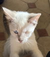 Simon the Lilac Point Siamese