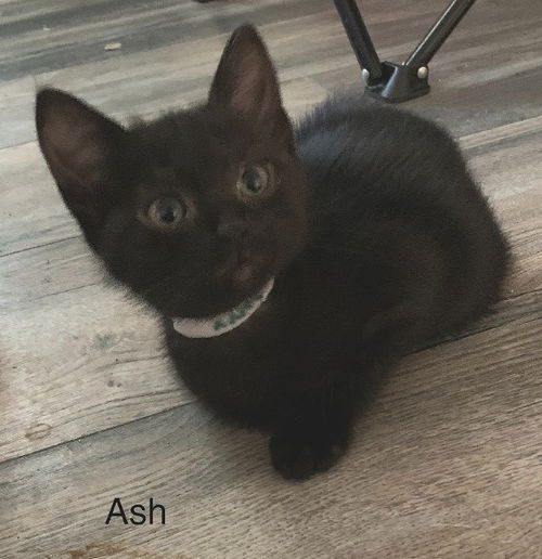 Ash