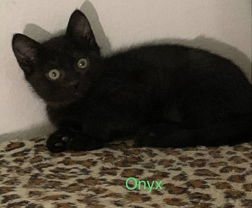 Onyx