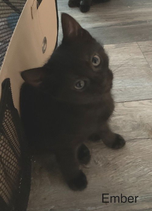 Ember