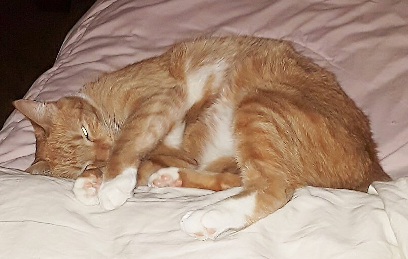 Adopt Katy the Declawed Beauty from catscan inc in Oviedo Fl!