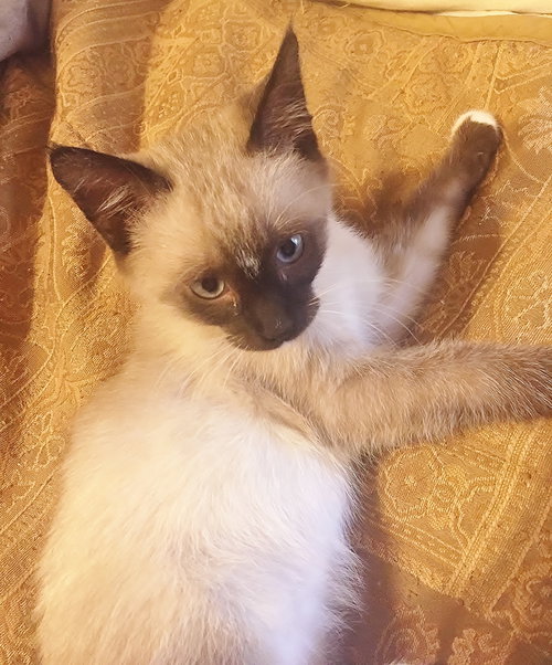 Mowgli the Siamese