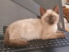 Chaz the Chocolate Point Siamese