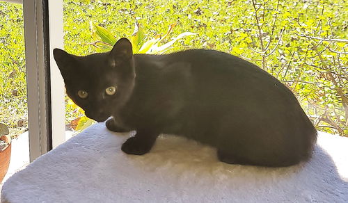 Salem