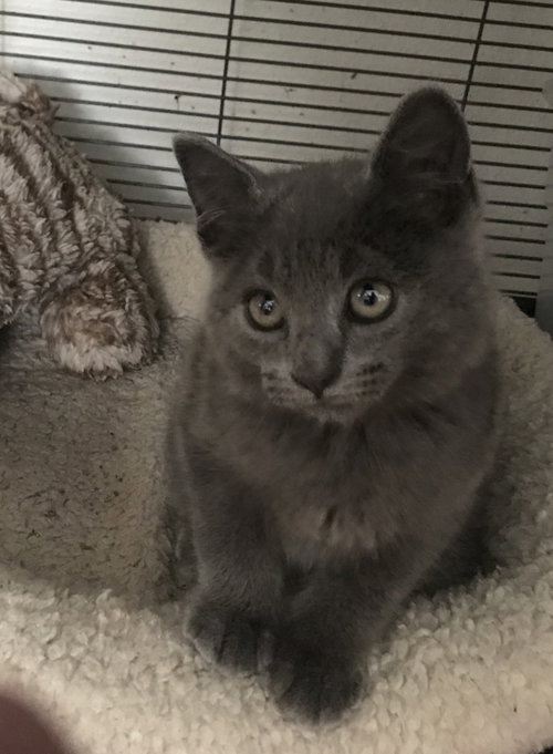 Brice the Sweetheart