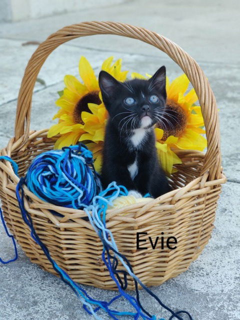 Evie