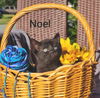 Noel