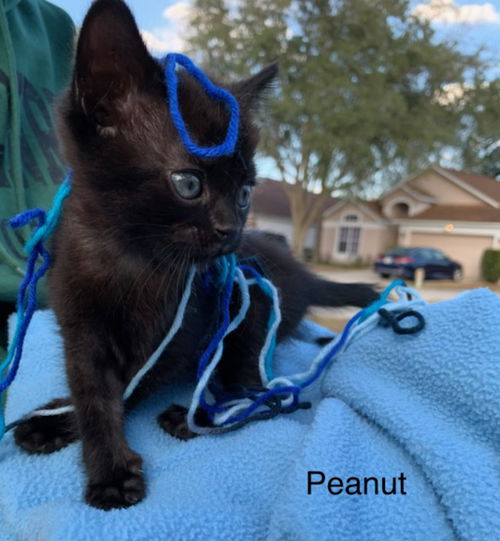 Peanut