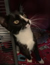 Trever