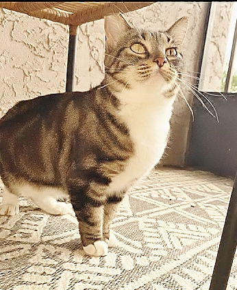 Bambi the Sweet Manx