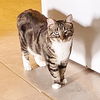 Bambi the Sweet Manx