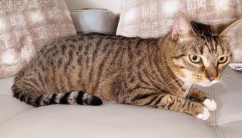 Oscar