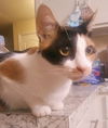 Shilo