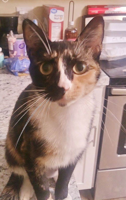 Dolce
