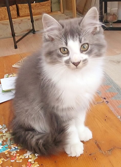 Baxter