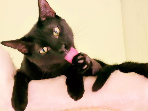 Amos