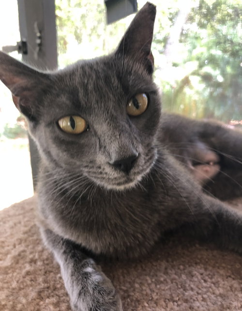 Smokey
