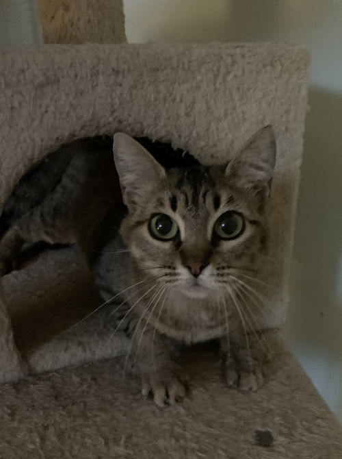 Hazel