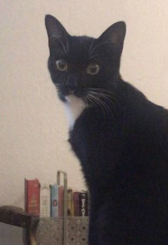 Mochi the Tuxedo Boy