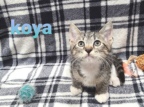 Koya