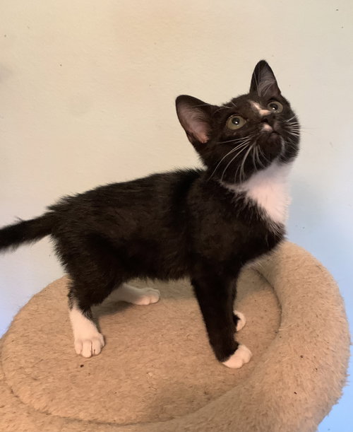 Boots the Handsome Tuxedo