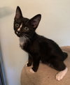 Boots the Handsome Tuxedo