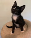 Boots the Handsome Tuxedo