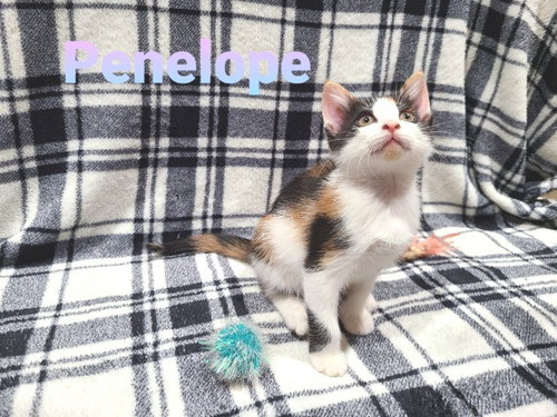 Princess Penelope