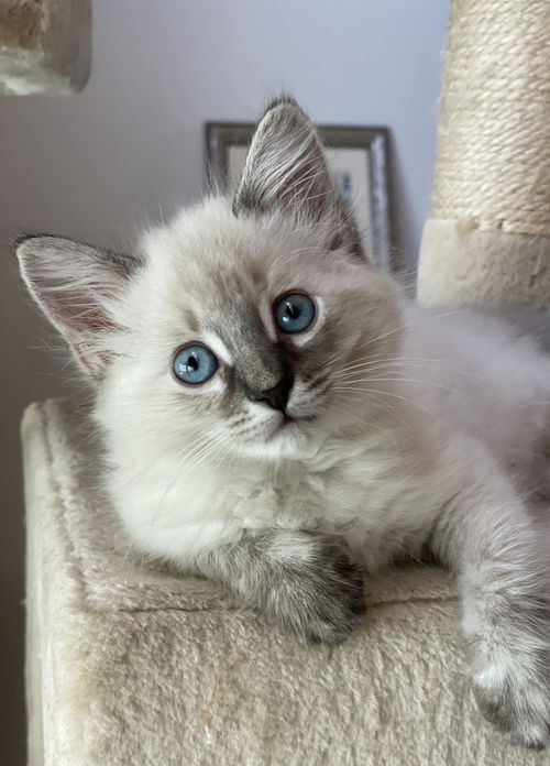 Marie the Siamese Beauty