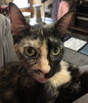 Stella