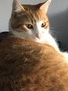 Toby