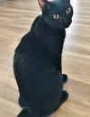 Cooper the Black Kitten