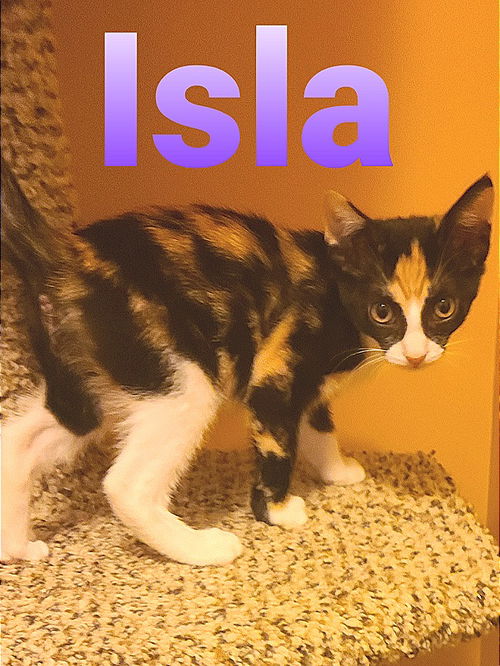 Isla