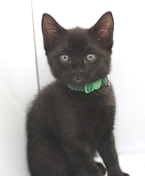 Basil