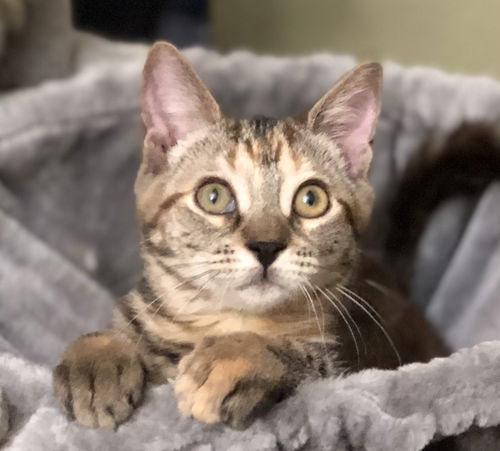 Sahara