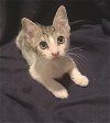 Clarissa the Bobtail Kitten