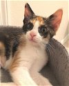 Willow the Calico Sweetheart