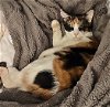 Willow the Calico Sweetheart