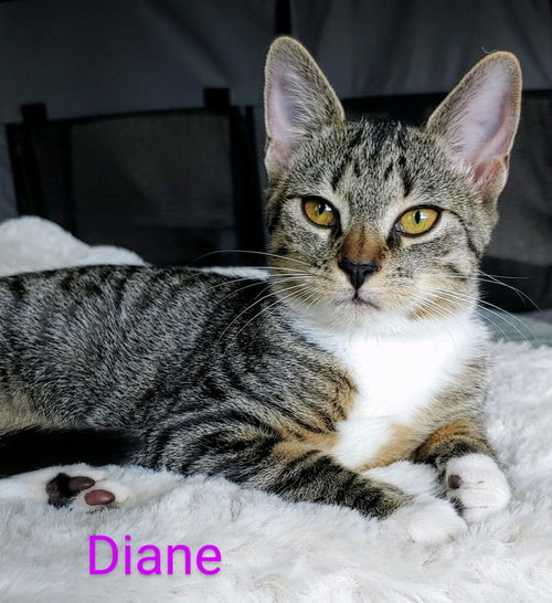Diane