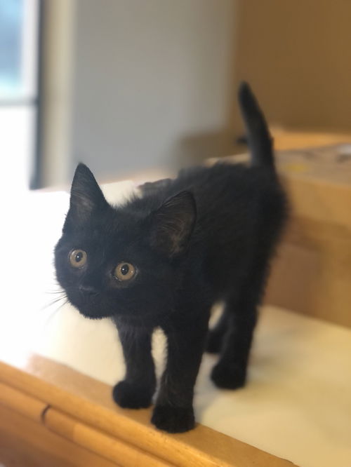 Owen