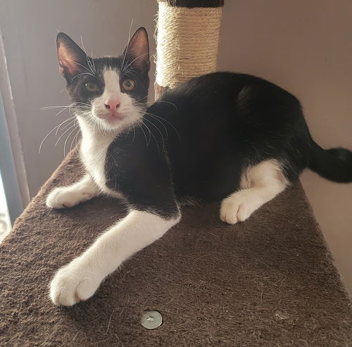 Leo