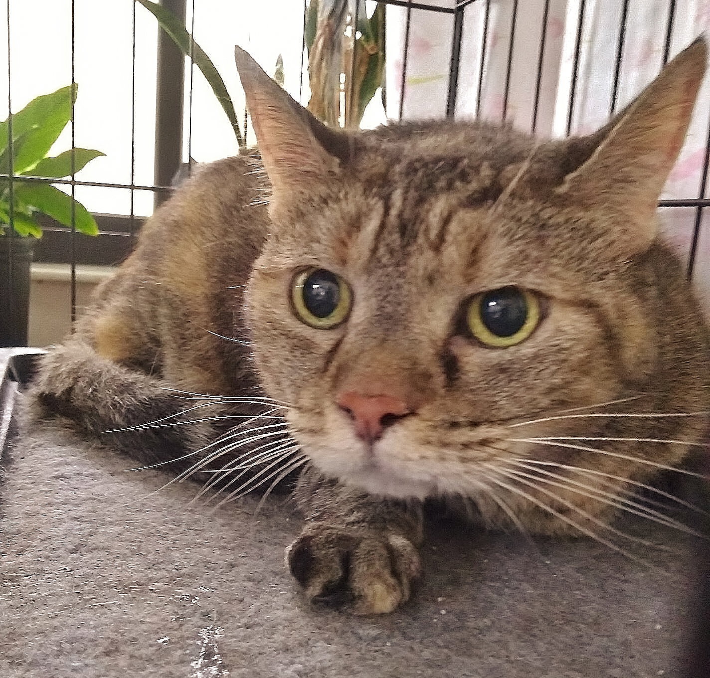 Adopt Kia the Declawed Lady from catscan inc in Oviedo Fl!