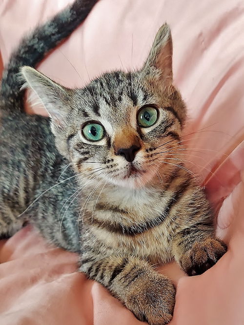 Adopt Lulu the Sweet Quiet Girl from cats-can inc in Oviedo Fl! Adopt Lulu the Sweet Quiet Girl from cats-can inc in Oviedo Fl!