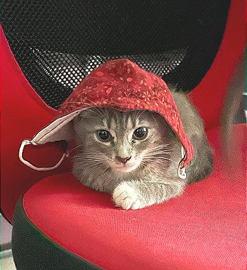 Penelope