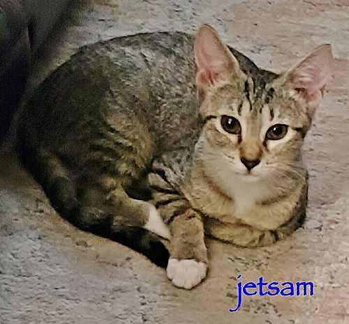 Jetsam