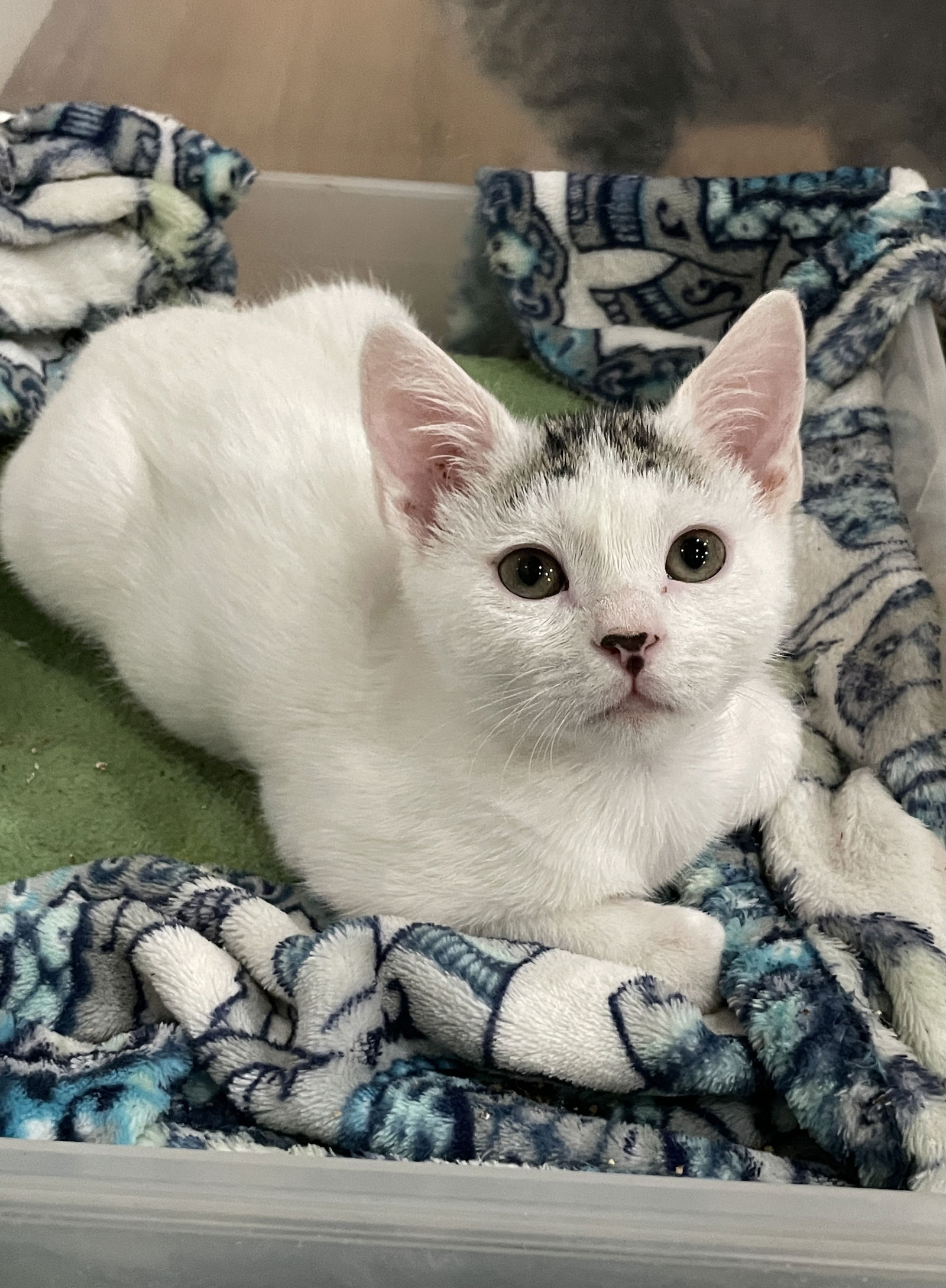 White hot sale manx kitten