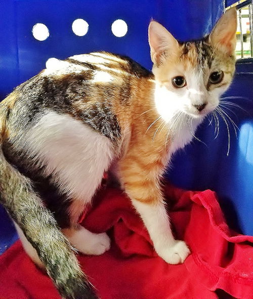 Adopt Daisy the Quiet, Sweet Calico from cats-can inc in Oviedo Fl! Adopt Daisy the Quiet, Sweet Calico from cats-can inc in Oviedo Fl!